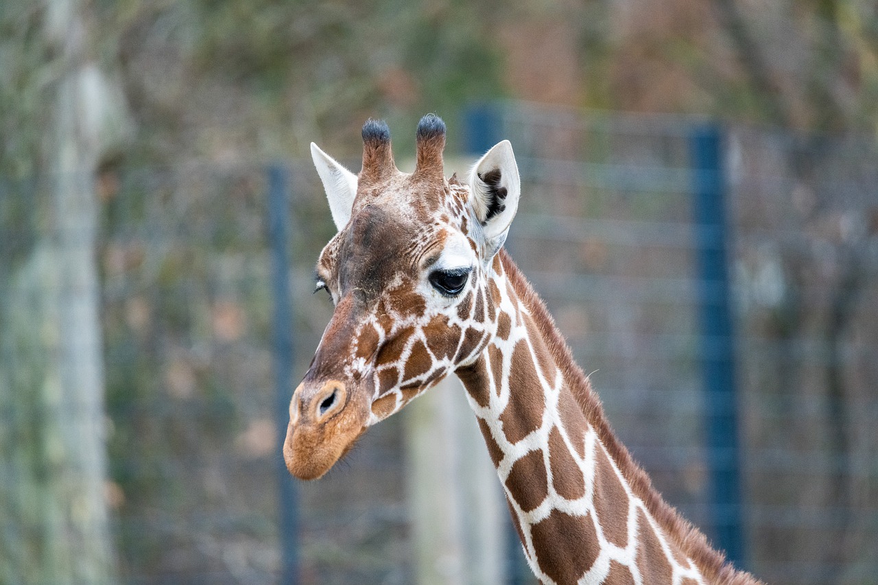 Wilhelma Zoologisch-Botanischer Garten