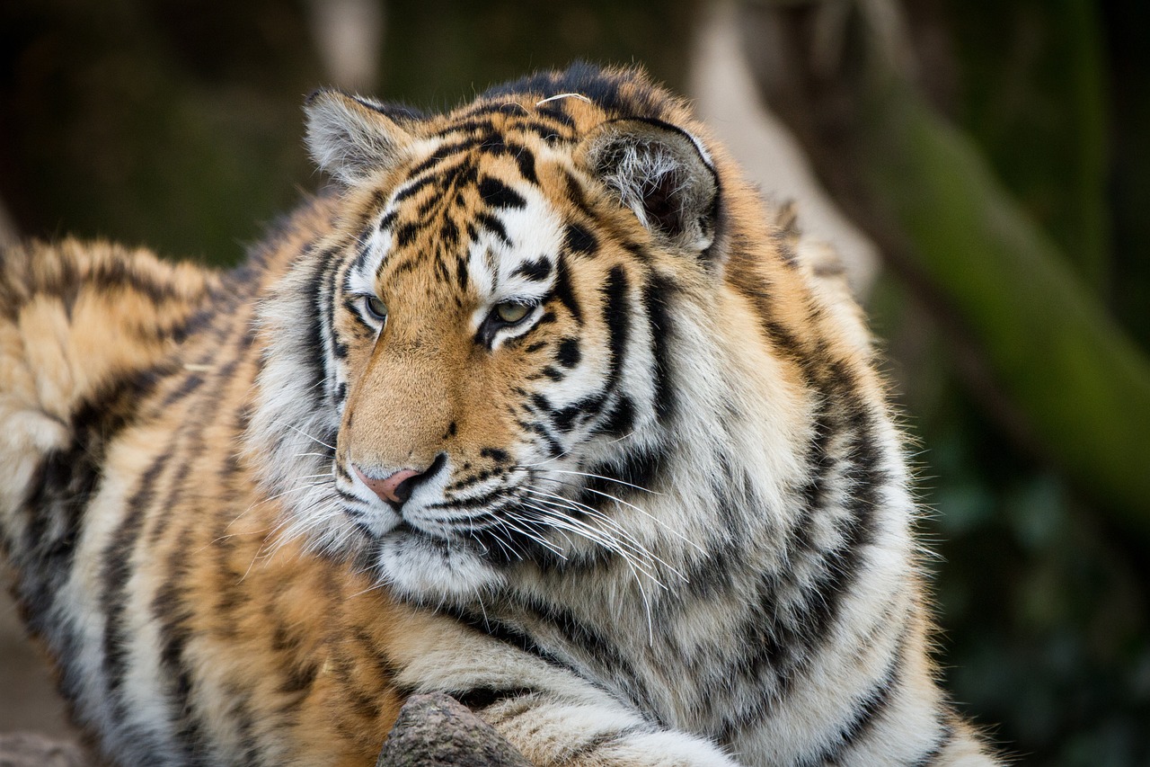 Kölner Zoo