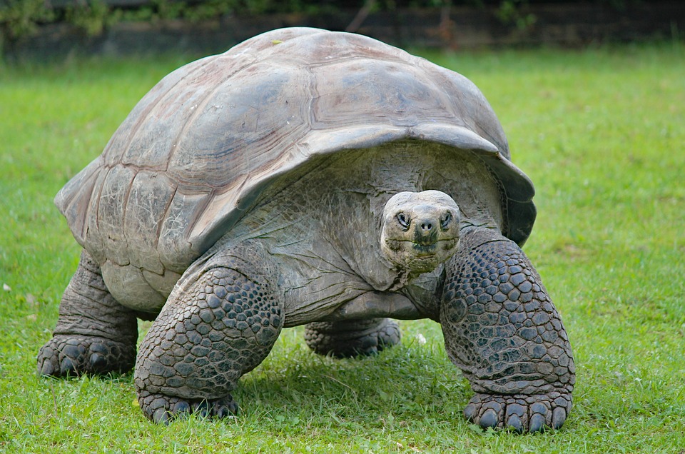 Aldabra-Atoll