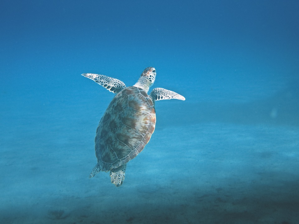 Schnorcheln auf den Seychellen