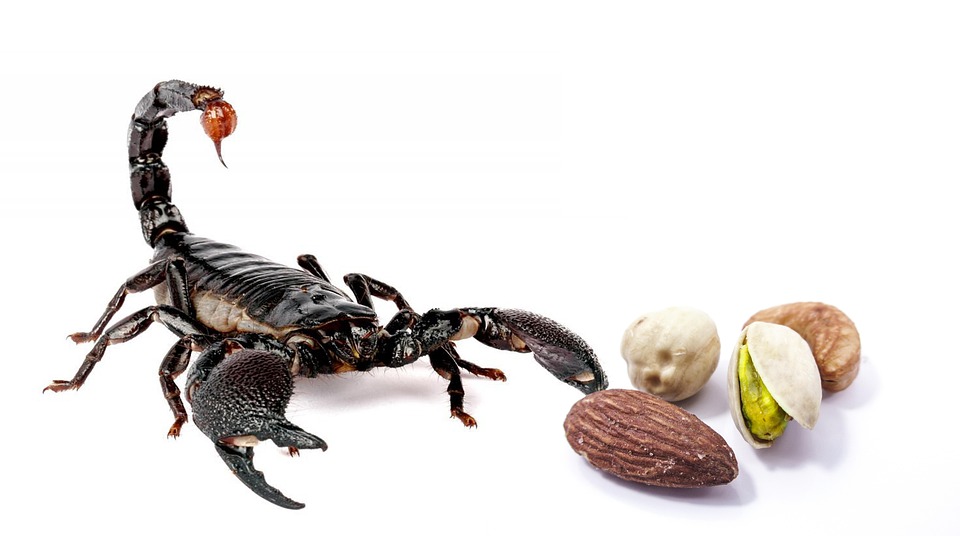 Entdecken Sie Dragør: Dänemarks charmantes Fischerparadies nahe Kopenhagen!