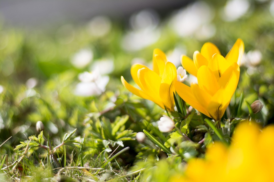 Frühlingserwachen im Gartenreich: 150 Millionen Euro Zukunftsplan!