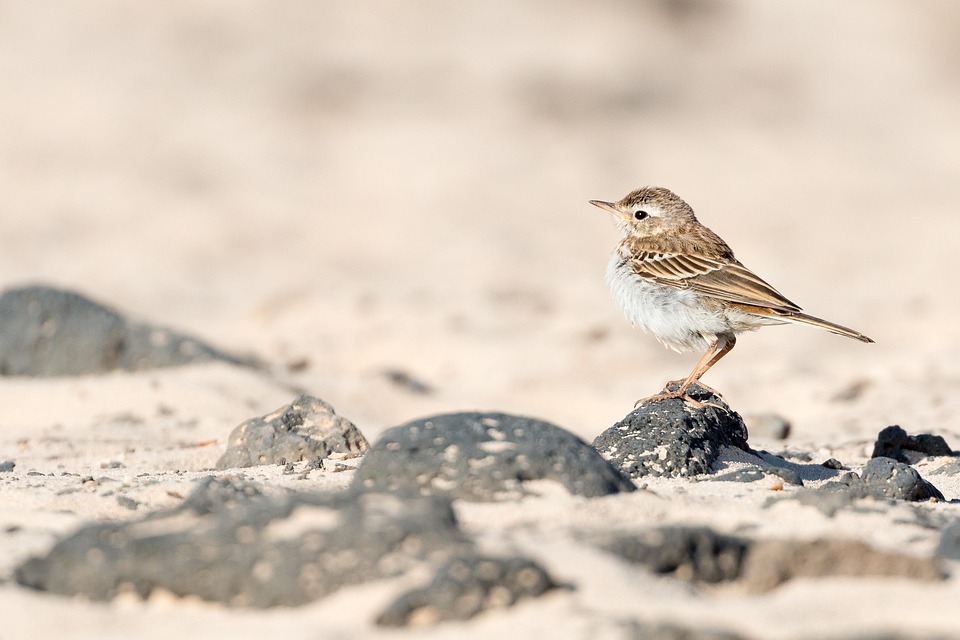 Fuerteventura boomt: Briten überfluten die beliebte Ferieninsel!