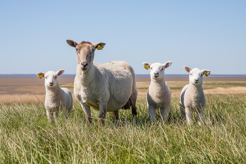 Haustiere auf Italien-Flügen: Neue Regelung für große Tiere in der Kabine!