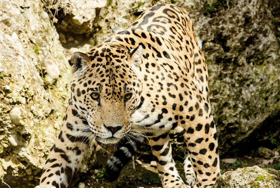 Jaguars starten mit frischem Trainerstab und Kader in die neue Saison!