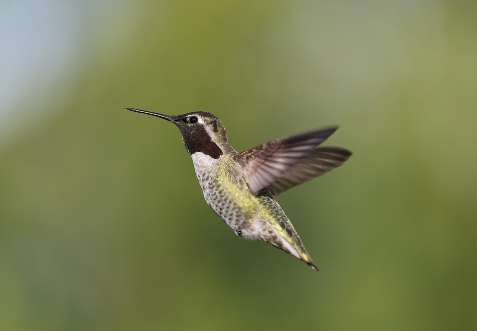Olympiasiegerin Anna Gasser begeistert mit Rückwärtssalto auf Mallorca!