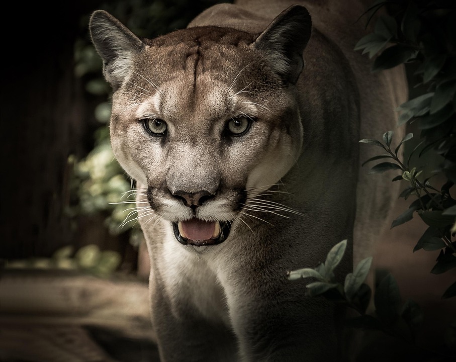 Puma enthüllt neuen Sneaker „Bollenhut“ – Ein Fest für den Schwarzwald!