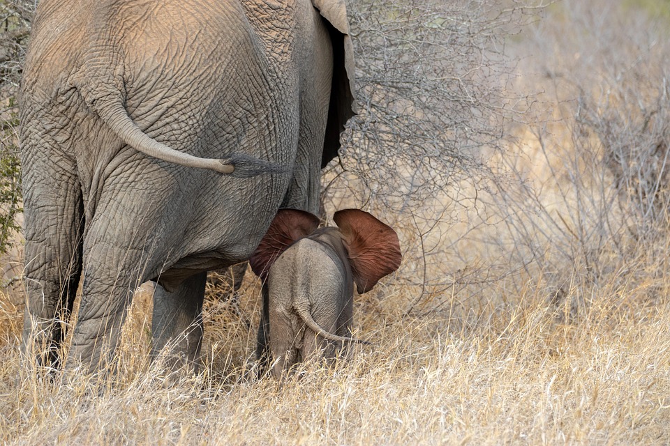 Safari zwischen Naturschutz und Filmromantik: Ein Blick auf Kenias Wandel
