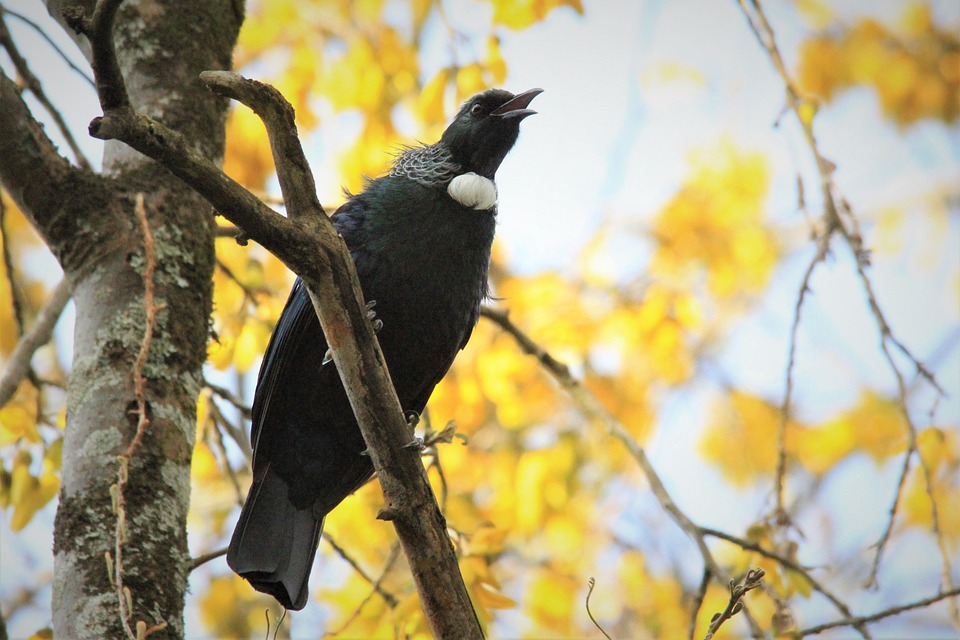 TUI Cruises startet 2026 mit Jeckliner 6 ab Kiel – Begeisterung pur!
