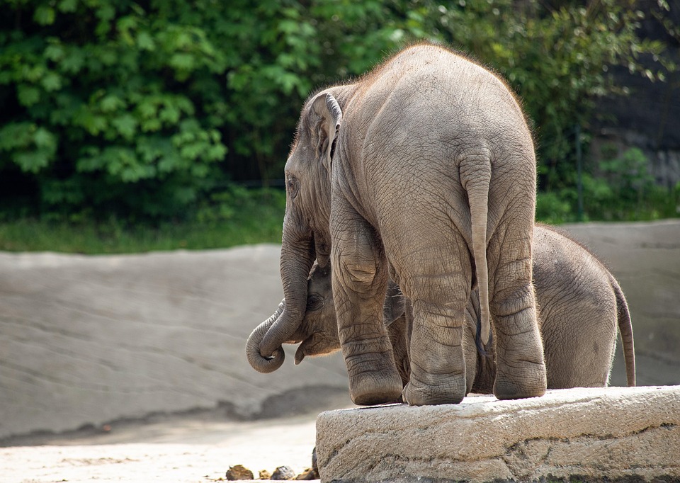 Elefanten in Thailand: Kulturelles Erbe kämpft ums Überleben!