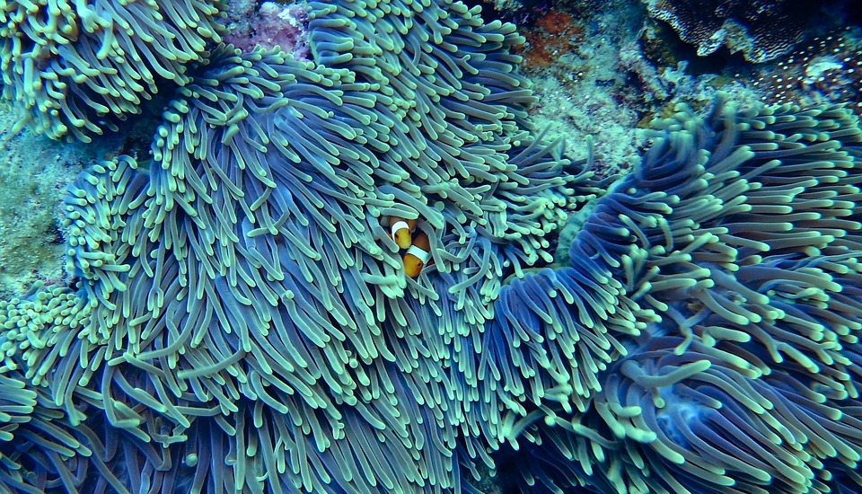 Frühbucher aufgepasst: Coral Travel startet Sommerreisen 2026!