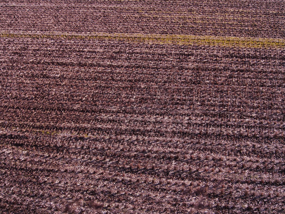 Tochigi boomt: Rekord-Tourismus durch Gyoza und neue Straßenbahn!